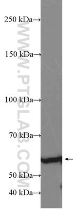 DLL3 Antibody in Western Blot (WB)