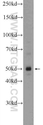 C1orf156 Antibody in Western Blot (WB)