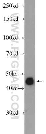 ZNF689 Antibody in Western Blot (WB)