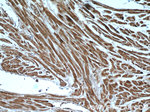 KBTBD10 Antibody in Immunohistochemistry (Paraffin) (IHC (P))