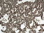 TMEM100 Antibody in Immunohistochemistry (Paraffin) (IHC (P))