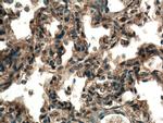 TMEM100 Antibody in Immunohistochemistry (Paraffin) (IHC (P))