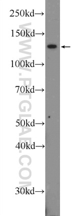 CEBPZ Antibody in Western Blot (WB)