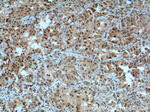 P27/KIP1 Antibody in Immunohistochemistry (Paraffin) (IHC (P))