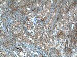 P27/KIP1 Antibody in Immunohistochemistry (Paraffin) (IHC (P))