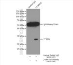 P27/KIP1 Antibody in Immunoprecipitation (IP)