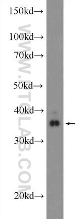 BHLHE22 Antibody in Western Blot (WB)