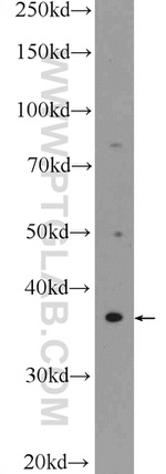 BHLHE22 Antibody in Western Blot (WB)