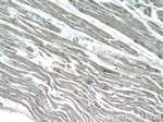 CHCHD3 Antibody in Immunohistochemistry (Paraffin) (IHC (P))