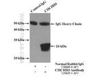 CHCHD3 Antibody in Immunoprecipitation (IP)
