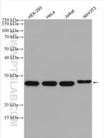 CHCHD3 Antibody in Western Blot (WB)