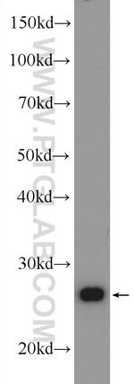 CHCHD3 Antibody in Western Blot (WB)