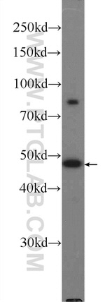 ZBTB25 Antibody in Western Blot (WB)