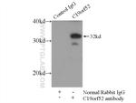 C19orf52 Antibody in Immunoprecipitation (IP)