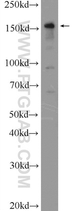 UACA Antibody in Western Blot (WB)