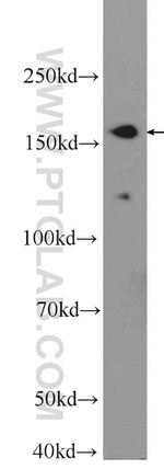 UACA Antibody in Western Blot (WB)