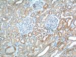 TTC17 Antibody in Immunohistochemistry (Paraffin) (IHC (P))