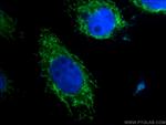 CHCHD10 Antibody in Immunocytochemistry (ICC/IF)