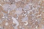 CHCHD10 Antibody in Immunohistochemistry (Paraffin) (IHC (P))