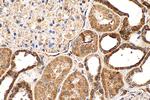 CHCHD10 Antibody in Immunohistochemistry (Paraffin) (IHC (P))