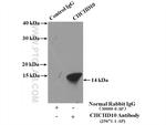 CHCHD10 Antibody in Immunoprecipitation (IP)