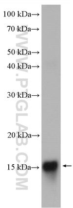 CHCHD10 Antibody in Western Blot (WB)