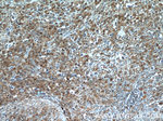 CD63 Antibody in Immunohistochemistry (Paraffin) (IHC (P))