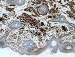 CD63 Antibody in Immunohistochemistry (Paraffin) (IHC (P))