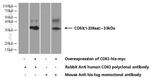 CD63 Antibody in Western Blot (WB)