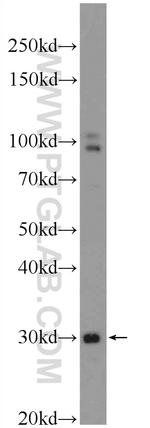 TXNDC11 Antibody in Western Blot (WB)