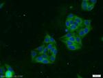 TACC3 Antibody in Immunocytochemistry (ICC/IF)