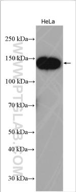 TACC3 Antibody in Western Blot (WB)