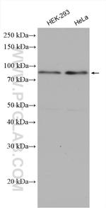 RPUSD2 Antibody in Western Blot (WB)