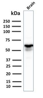 GAD1/GAD67 Antibody in Western Blot (WB)