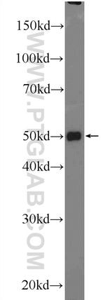 TTC7B Antibody in Western Blot (WB)