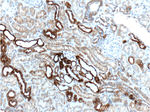 Osteopontin Antibody in Immunohistochemistry (Paraffin) (IHC (P))