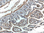 Osteopontin Antibody in Immunohistochemistry (Paraffin) (IHC (P))