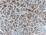 Osteopontin Antibody in Immunohistochemistry (Paraffin) (IHC (P))