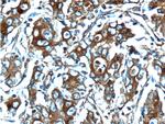 Osteopontin Antibody in Immunohistochemistry (Paraffin) (IHC (P))