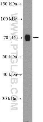 Osteopontin Antibody in Western Blot (WB)