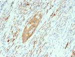 GAD2/GAD65 Antibody in Immunohistochemistry (Paraffin) (IHC (P))