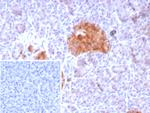 GAD2/GAD65 (GABAergic Neuronal Marker) Antibody in Immunohistochemistry (Paraffin) (IHC (P))