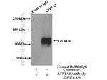 ATP1A3 Antibody in Immunoprecipitation (IP)