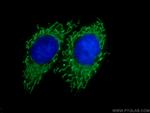 SERAC1 Antibody in Immunocytochemistry (ICC/IF)