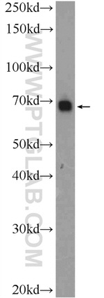 SERAC1 Antibody in Western Blot (WB)