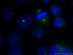 AZI1 Antibody in Immunocytochemistry (ICC/IF)