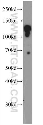 AZI1 Antibody in Western Blot (WB)