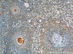 ANKRD54 Antibody in Immunohistochemistry (Paraffin) (IHC (P))