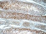 ANKRD54 Antibody in Immunohistochemistry (Paraffin) (IHC (P))