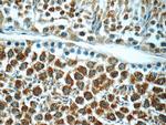 ANKRD54 Antibody in Immunohistochemistry (Paraffin) (IHC (P))